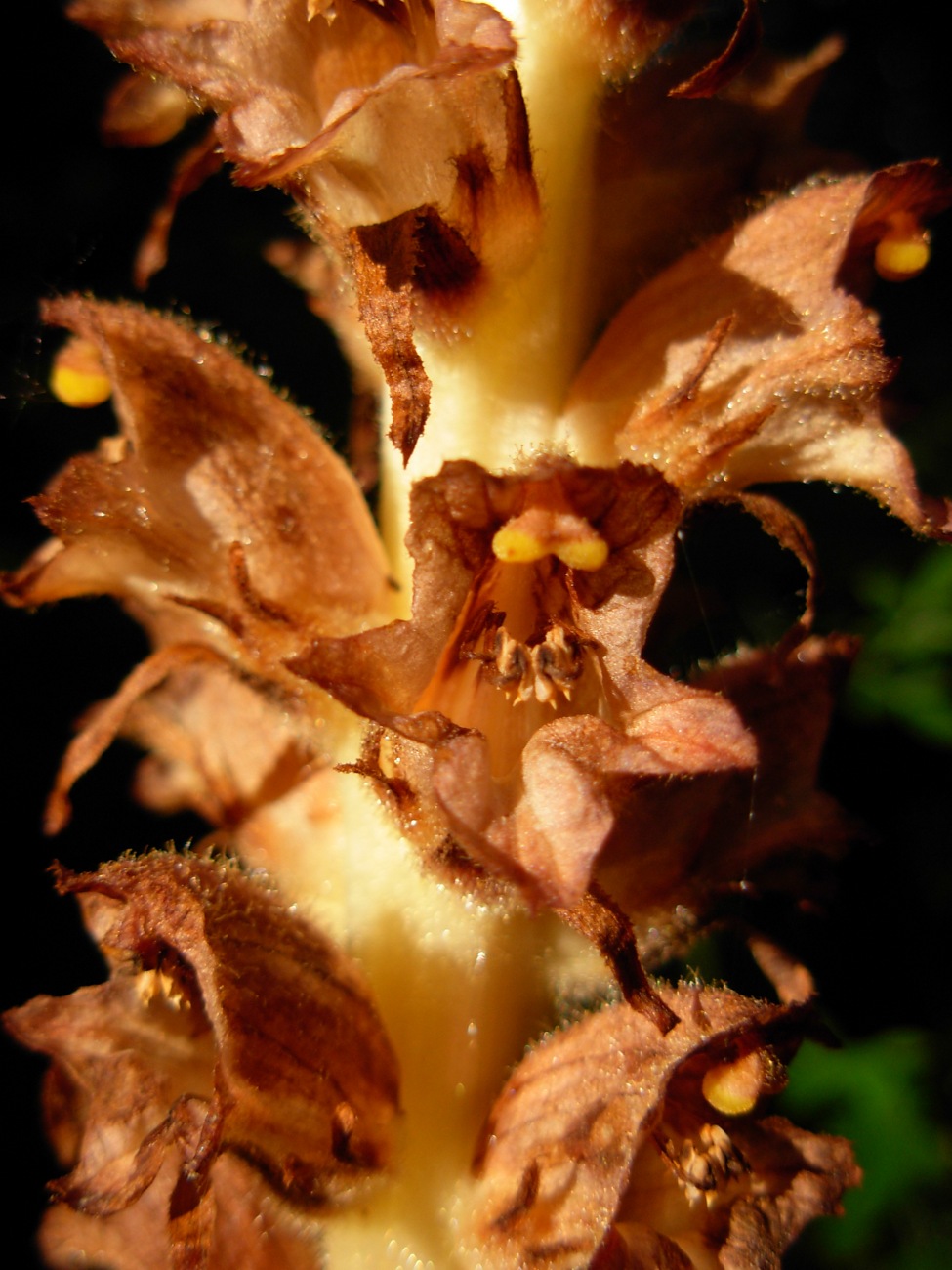 Orobanche rapum-genistae / Succiamele delle ginestre